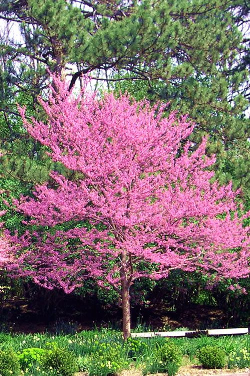  Carolina Sweetheart Eastern Redbud Tree - 7 Gallon Pot