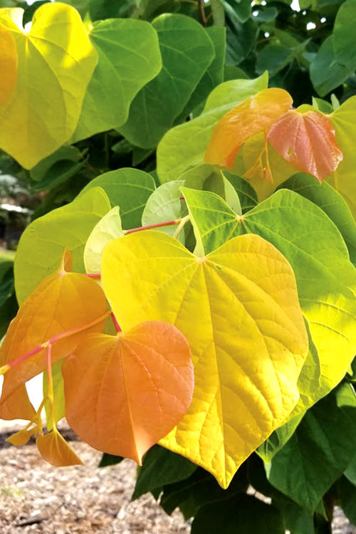  The Rising Sun Redbud Tree - 7 Gallon Pot (5-6')