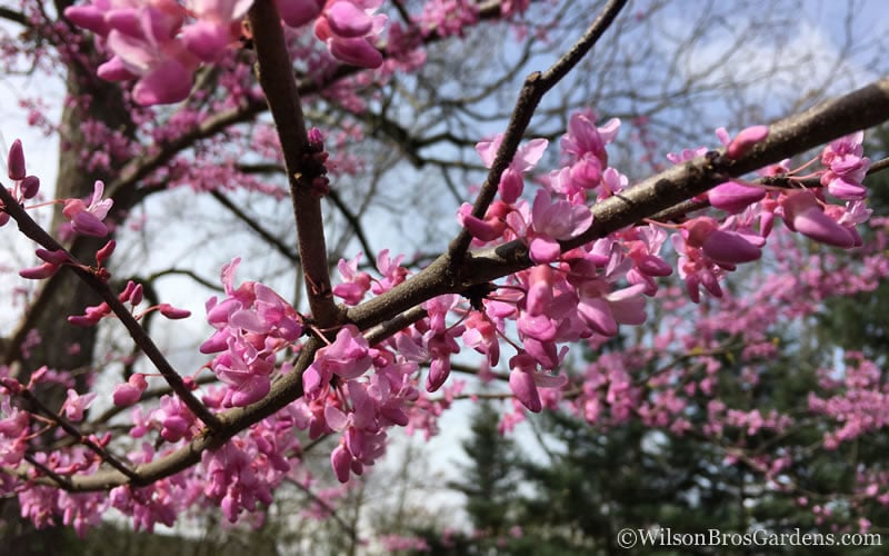  The Rising Sun Redbud Tree - 7 Gallon Pot (3-4')