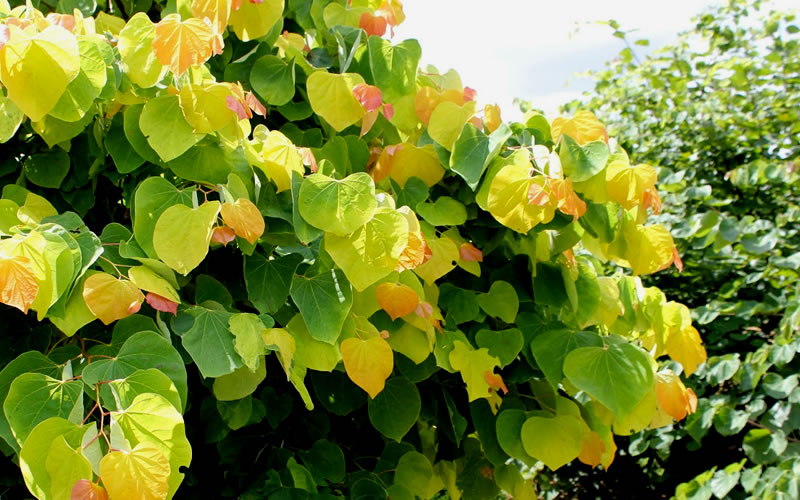  The Rising Sun Redbud Tree - 3 Gallon Pot
