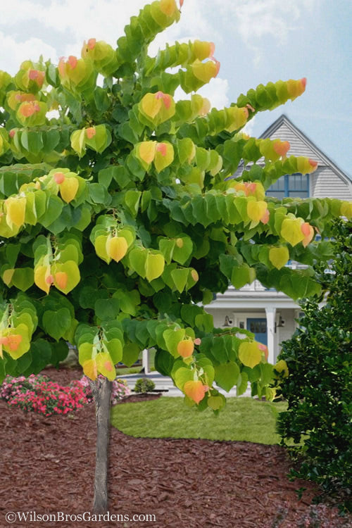  The Rising Sun Redbud Tree - 7 Gallon Pot (5-6')