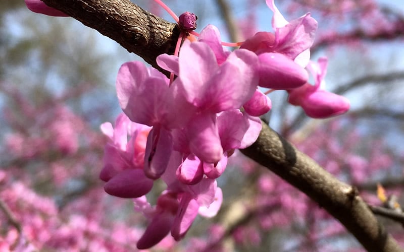  The Rising Sun Redbud Tree - 7 Gallon Pot (3-4')