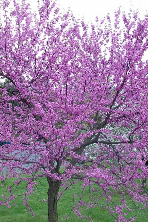  Eastern Redbud - 2 Gallon Pot