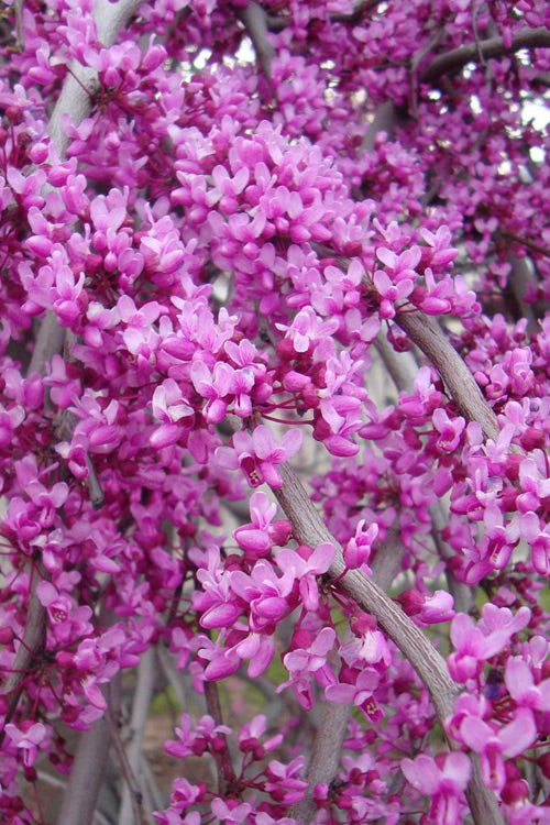  Golden Falls Weeping Redbud Tree - 7 Gallon Pot (5-6')