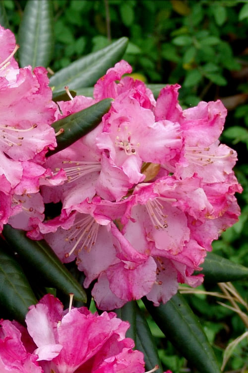  Southgate 'Brandi' Rhododendron - 1 Gallon Pot
