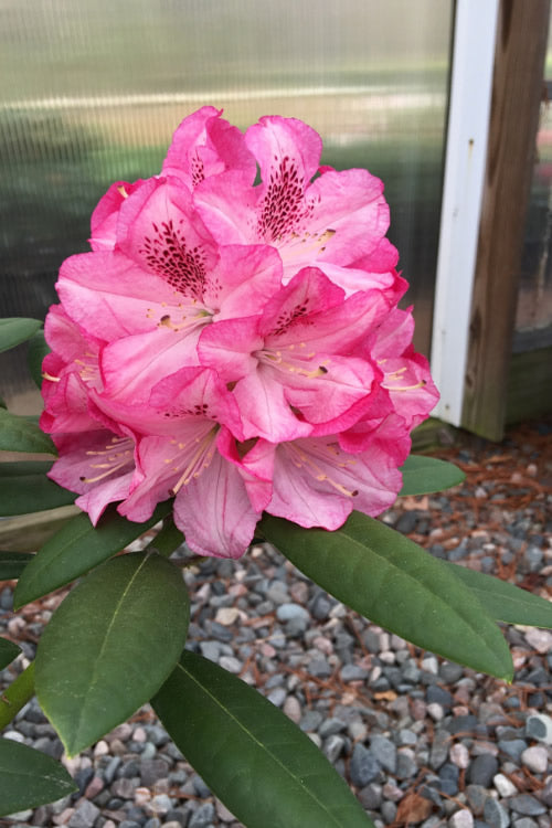  Southgate 'Splendor' Rhododendron - 2 Gallon Pot