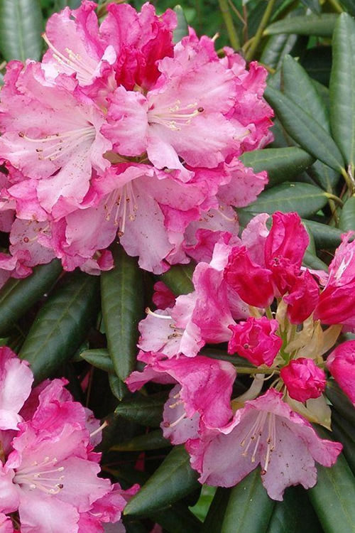  Southgate 'Brandi' Rhododendron - 1 Gallon Pot