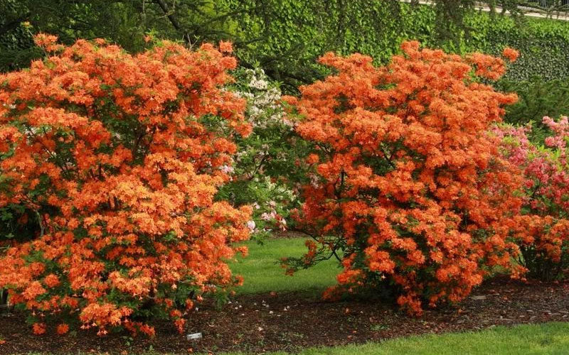  Gibraltar Azalea (Rhododendron) - 2 Gallon Pot