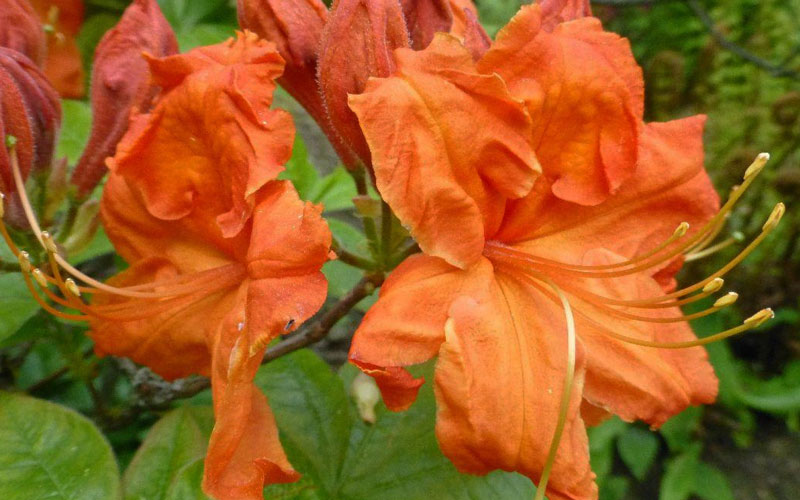  Gibraltar Azalea (Rhododendron) - 3 Gallon Pot