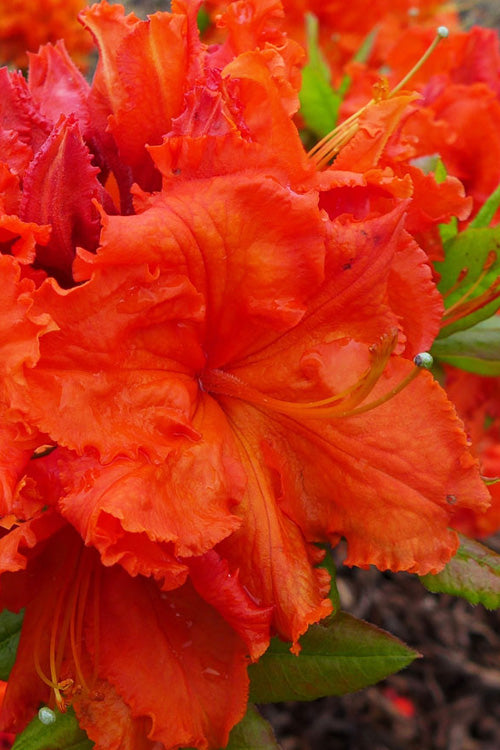  Gibraltar Azalea (Rhododendron) - 3 Gallon Pot
