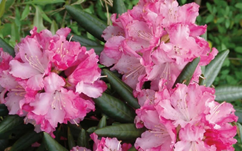  Southgate 'Brandi' Rhododendron - 1 Gallon Pot