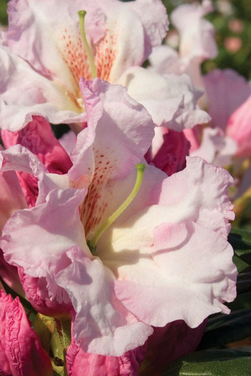  Southgate Breezy Rhododendron- 2 Gallon Pot