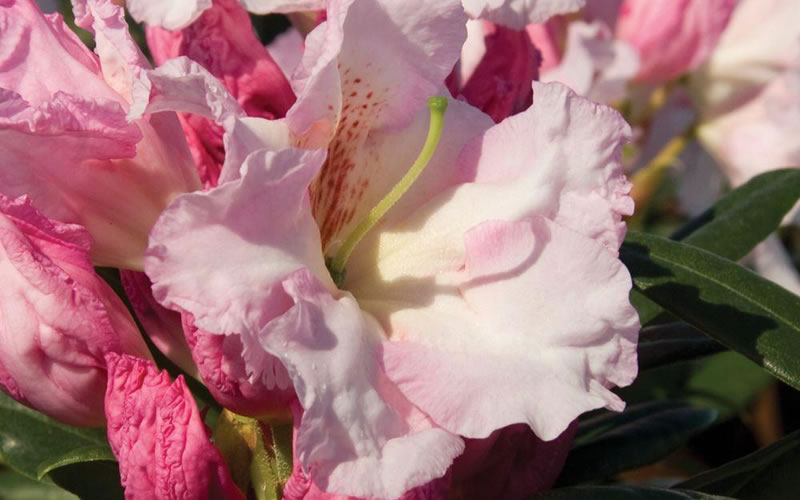  Southgate Breezy Rhododendron- 2 Gallon Pot