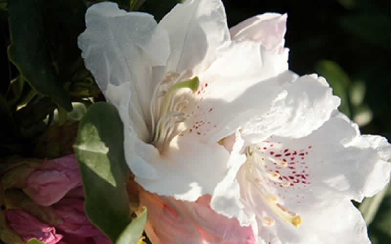  Southgate Divine Rhododendron