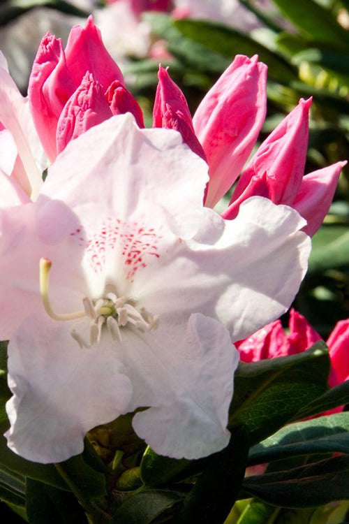  Southgate 'Grace' Rhododendron - 2 Gallon Pot