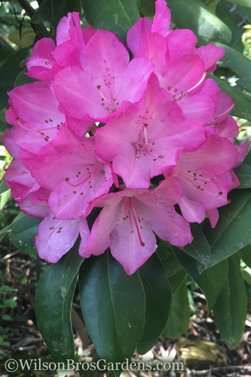  Southgate 'Radiance' Rhododendron - 3 Gallon Pot