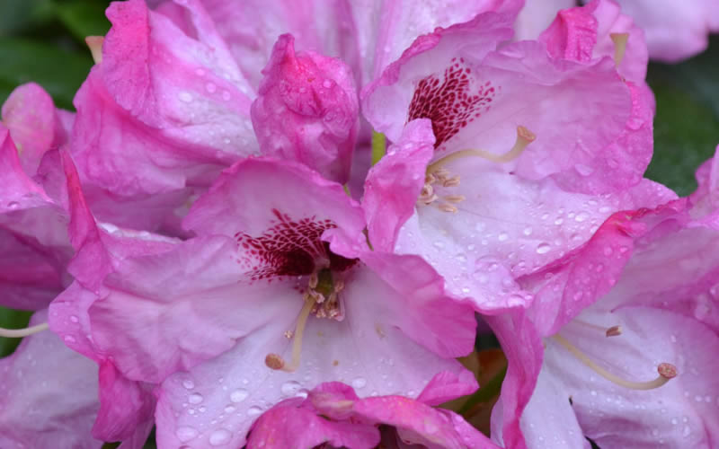  Southgate 'Radiance' Rhododendron - 2 Gallon Pot
