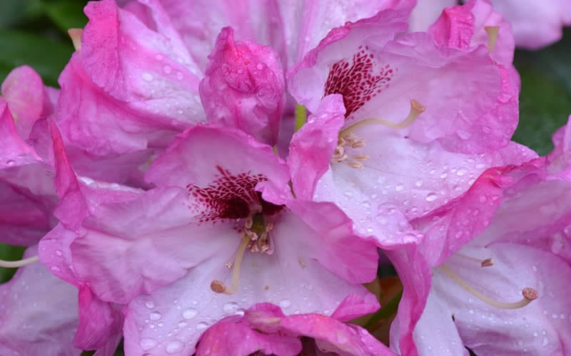  Southgate 'Radiance' Rhododendron - 3 Gallon Pot