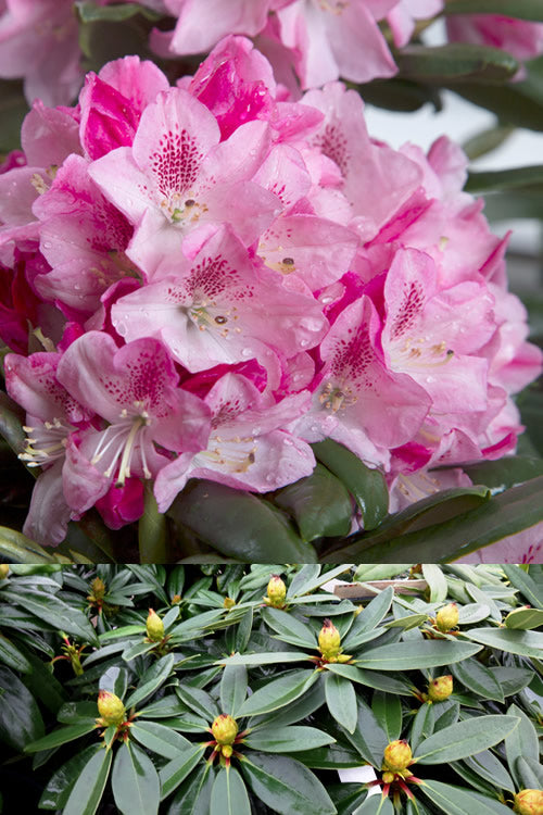  Southgate 'Splendor' Rhododendron - 2 Gallon Pot