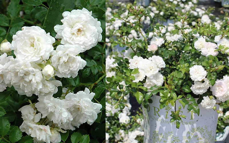  White Drift Rose - 1 Gallon Pot