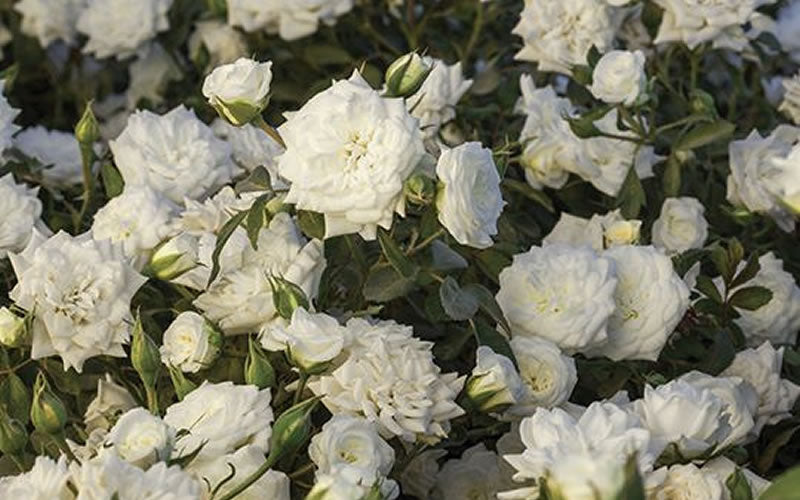  White Drift Rose - 1 Gallon Pot