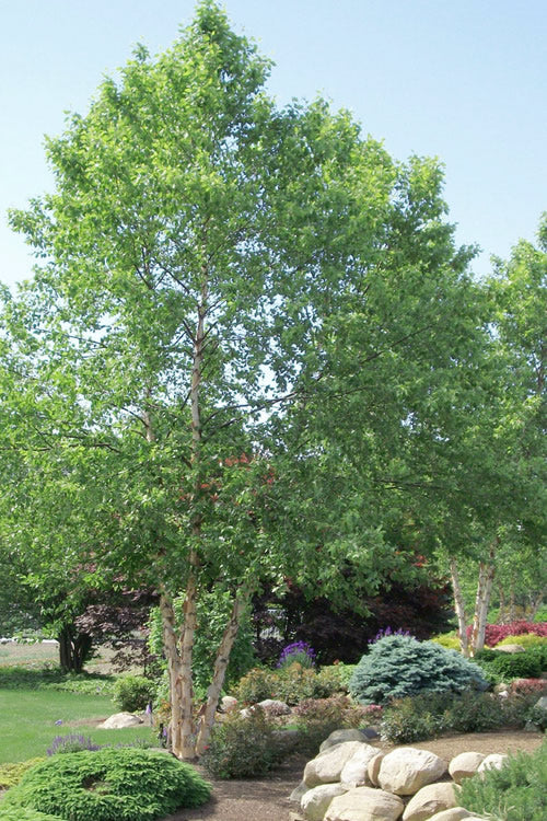  River Birch Tree (Multi Trunk) - 2 Gallon Pot