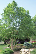  River Birch Tree (Betula Nigra) - 5 Gallon Pot (Multi Trunk) - (7-8')