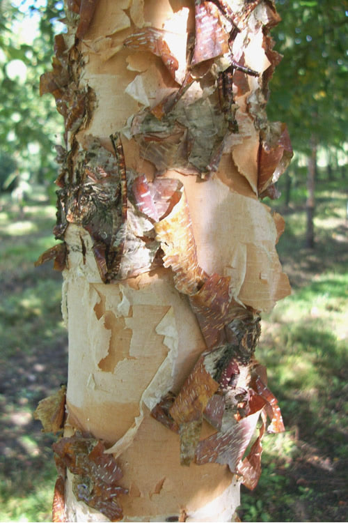  River Birch Tree (Single Trunk) - 3 Gallon Pot (4-5')