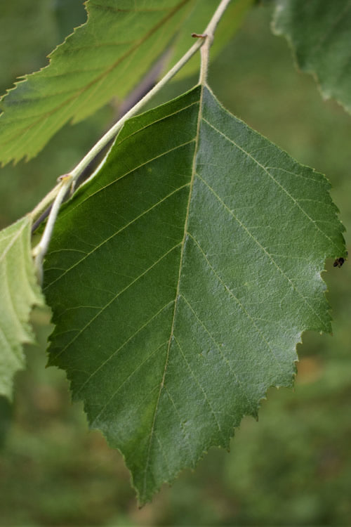  River Birch Tree (Single Trunk) - 3 Gallon Pot (4-5')