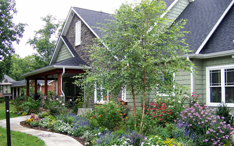  River Birch Tree (Betula Nigra) - 3 Gallon Pot (Multi Trunk) - (6-7')
