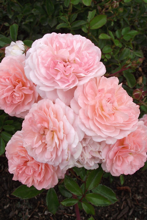  Apricot Drift Dwarf Rose - 3 Gallon Pot