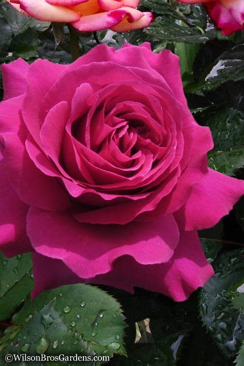  Brindabella Purple Prince Shrub Rose - 1 Gallon Pot