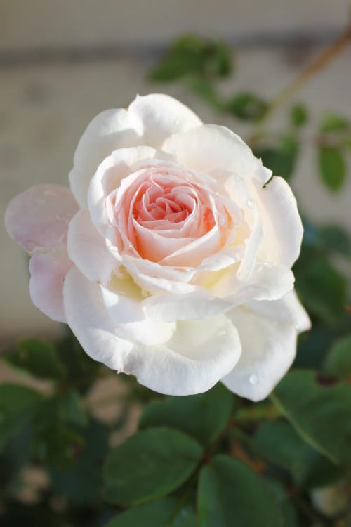  Brindabella Touch Of Pink Shrub Rose - 3 Gallon Pot