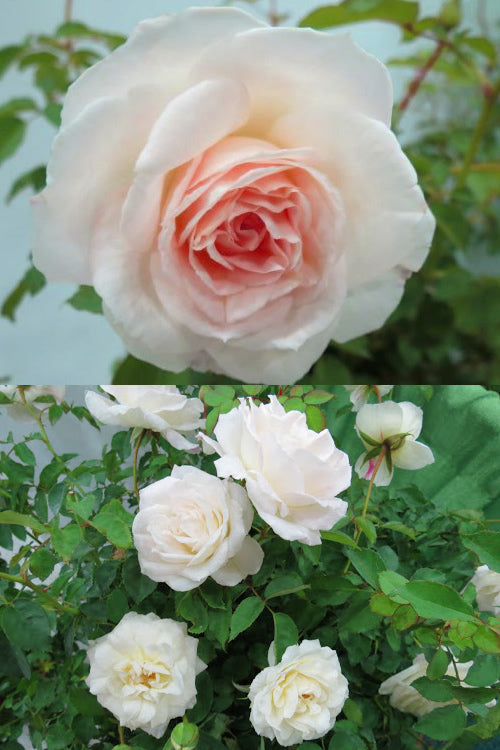  Brindabella Touch Of Pink Shrub Rose - 3 Gallon Pot