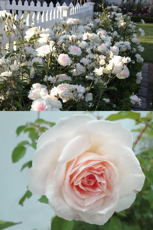  Brindabella Touch Of Pink Shrub Rose - 3 Gallon Pot