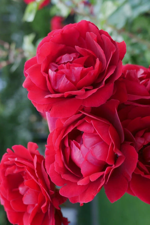  Don Juan Climbing Rose - 3 Gallon Pot