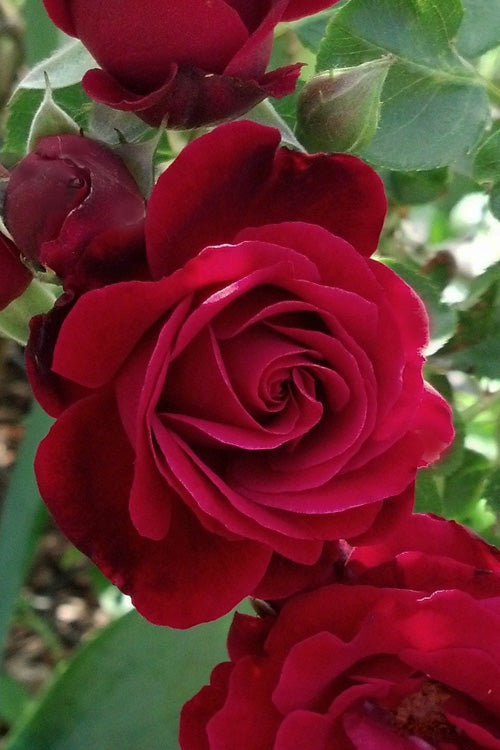  Don Juan Climbing Rose - 3 Gallon Pot