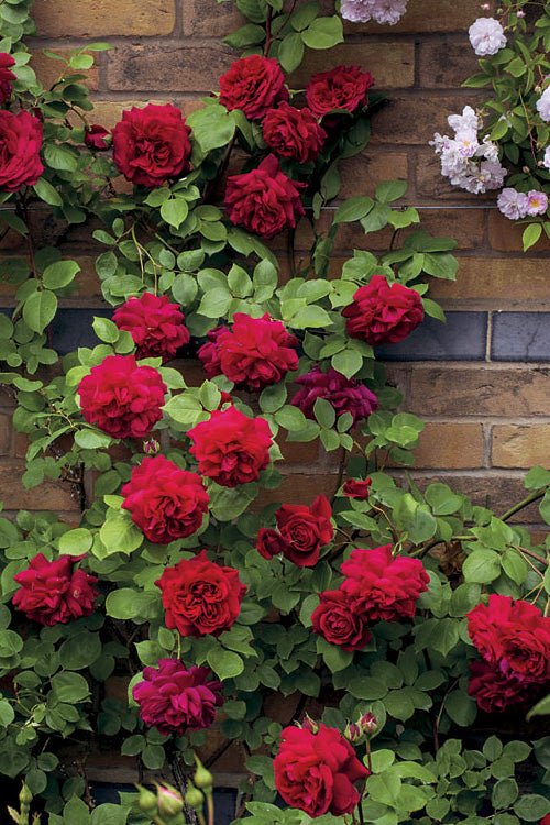  Don Juan Climbing Rose - 3 Gallon Pot