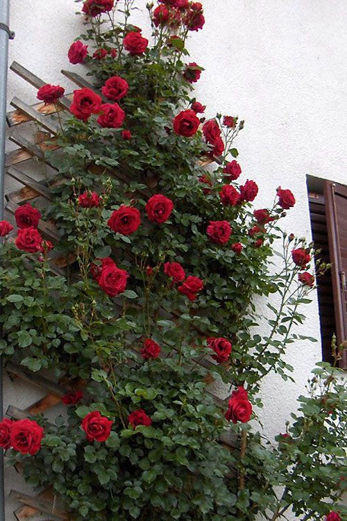  Don Juan Climbing Rose - 3 Gallon Pot