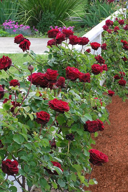  Don Juan Climbing Rose - 3 Gallon Pot