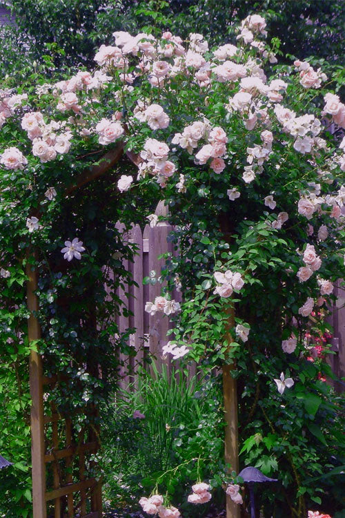  New Dawn Climbing Rose - 5 Gallon Pot