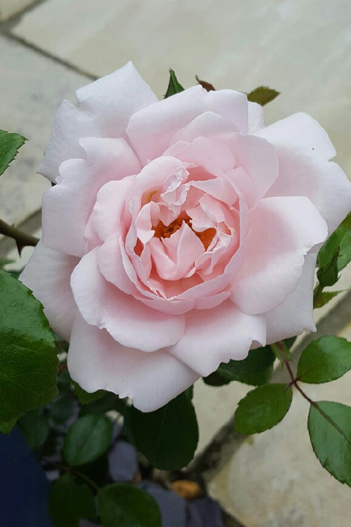  New Dawn Climbing Rose - 5 Gallon Pot