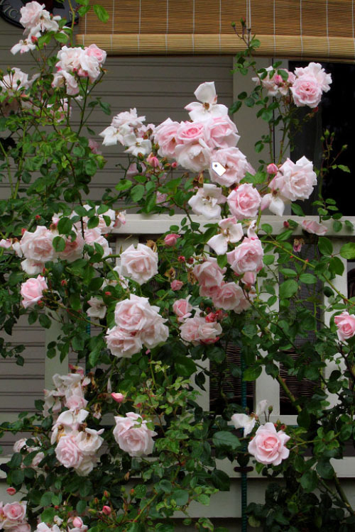  New Dawn Climbing Rose - 5 Gallon Pot