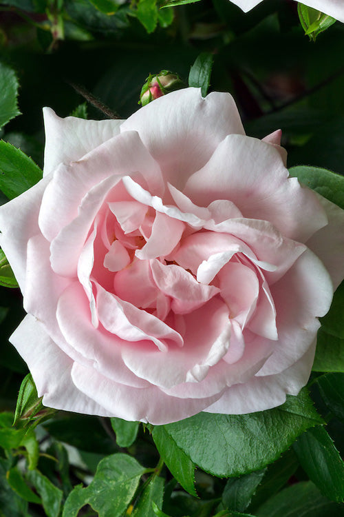  New Dawn Climbing Rose - 3 Gallon Pot