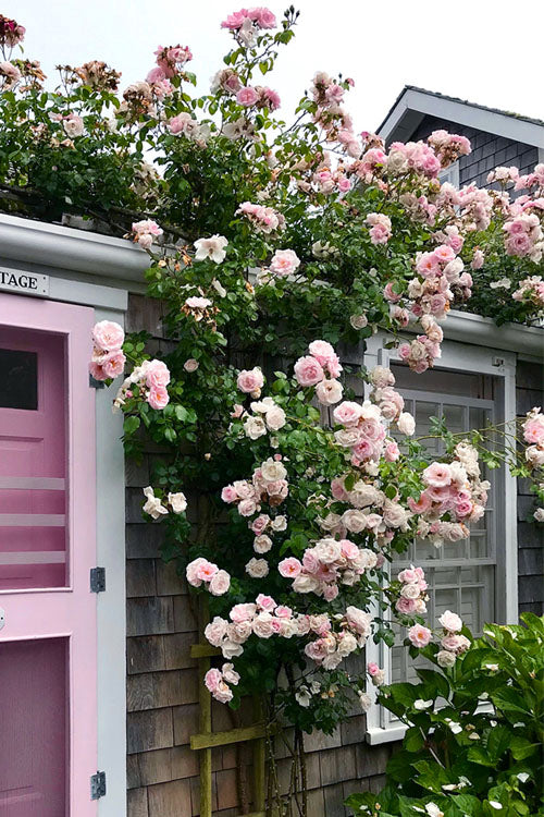  New Dawn Climbing Rose - 5 Gallon Pot