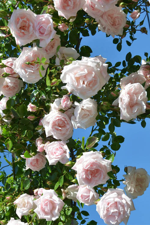  New Dawn Climbing Rose - 5 Gallon Pot