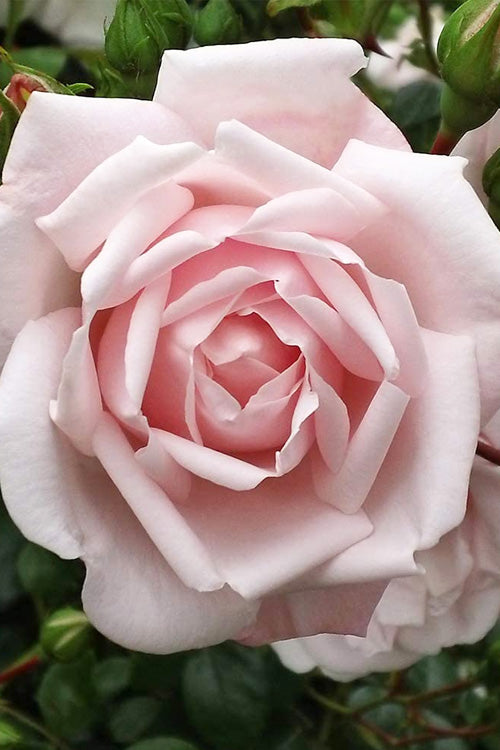  New Dawn Climbing Rose - 3 Gallon Pot