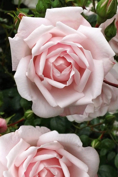  New Dawn Climbing Rose - 5 Gallon Pot