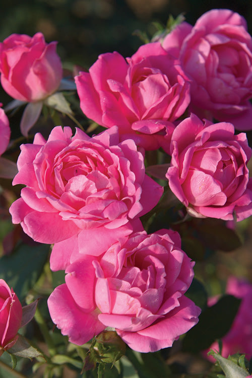  Pink Double Knock Out Rose - 3 Gallon Pot