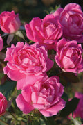  Pink Double Knock Out Rose - 1 Gallon Pot